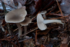 Clitocybe vibecina - Mealy Funnel, Sherwood Pines, Notts.