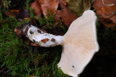 Clitopilus prunulus - The Miller, Anston Stones Wood.