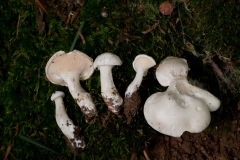 Clitopilus prunulus - The Miller, Anston Stones Wood.