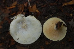 Clitopilus prunulus - The Miller, Anston Stones Wood.