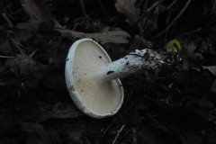 Clitopilus prunulus - The Miller, Anston Stones Wood.