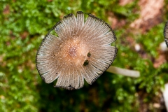 Coprinus radians, Anston Stones Wood.