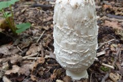 Coprinus comatus - Shaggy Inkcap, Potteric Carr.
