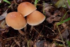 Gymnopus aquosa, Clumber Park, Notts.