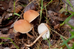 Gymnopus aquosa, Clumber Park, Notts.