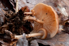 Gymnopus aquosa, Clumber Park, Notts.