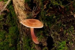 Collybia erythropus, Clumber Park, Notts.