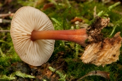 Collybia erythropus, Clumber Park, Notts.