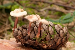 Collybia erythropus, Clumber Park, Notts.