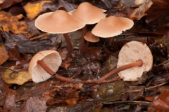 Collybia erythropus, Rufford Park, Notts.