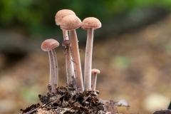 Gymnopus confluens - Clustered Toughshank, Clumber Park NT, Notts.