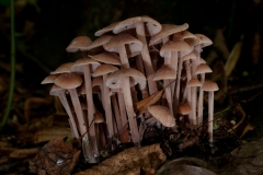 Gymnopus confluens - Clustered Toughshank, Clumber Park NT, Notts.