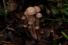 Gymnopus confluens - Clustered Toughshank, Sherwood Forest, Notts.