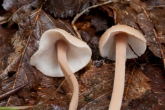 Gymnopus confluens - Clustered Toughshank, Clumber Park NT, Notts.
