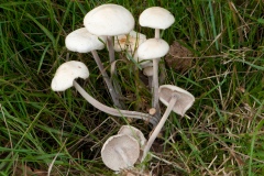Gymnopus confluens - Clustered Toughshank, Clumber Park NT, Notts.