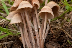 Gymnopus confluens - Clustered Toughshank, Sherwood Pines, Notts.