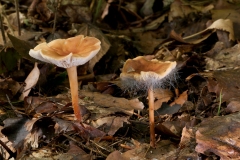 Gymnopus dryophila - Russet Toughshank, Whitwell Wood, Derbyshire.