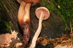 Gymnopus fusipes - Spindle-shank, Cuckney Hey Wood, Notts