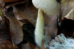 Gymnopus peronatus - Wood Woollyfoot, Anston Stones Wood.