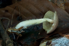 Gymnopus-peronatus-Wood-Woollyfoot-2072