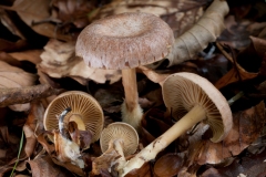 Gymnopus peronatus - Wood Woollyfoot, Whitwell Wood, Derbyshire.