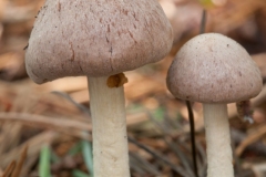 Gymnopus peronatus - Wood Woollyfoot, Clumber Park NT, Notts.