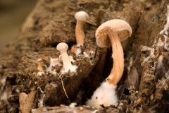 Gymnopus peronatus - Wood Woollyfoot, Anston Stones Wood.