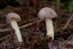 Gymnopus peronatus - Wood Woollyfoot, Clumber Park NT, Notts.