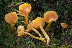 Hygrocybe ceracea - Butter Waxcap, Longshaw NT, Derbyshire.