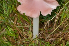 Hygrocybe calyptriformis - Pink Waxcap, Longshaw NT, Derbyshire.