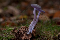 Laccaria amethystina - Amethyst Deceiver, Clumber Park NT, Notts.