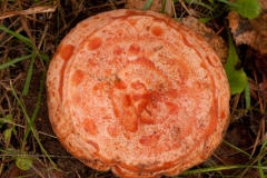 Lactarius-deliciosus-Safron-Milkcap-8376