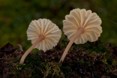 Lichenomphalia umbellifera - Heath Navel, Longshaw NT, Derbyshire.