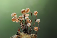 Marasmius rotula - Collard Parachute, Gamston Wood NR, Notts.