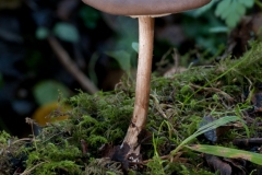 Melanoleuca polioleuca, Eckington Wood, Derbyshire.