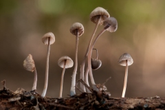 Mycena amicta, Barrow Hills NR, Notts.