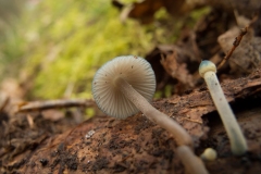 Mycena amicta, Sherwood Pines, Notts.
