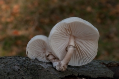 Oudemansiella mucida - Porcelain fungus, Clumber Park NT, Notts.