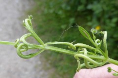 Cecidophyes galii (mite) gall on Cleavers