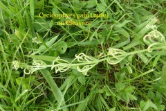 Cecidophyes galii (mite) on Cleavers