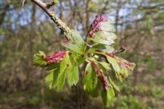 Taphrina crataegi on Hawthorn, Lindrick
