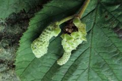 Contrina coryli on Hazel - Sandal Beat Wood