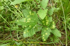 Dasineura pustulans (midge) on Meadowsweet Potteric Carr