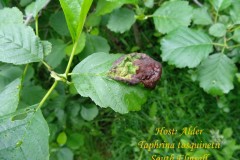 Taphrina tosquinetii on Alder, South Elmsall