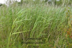 Common Reed, Old Moor