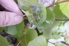 D. thomasiana 1