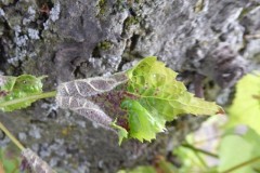 D. tiliae 1
