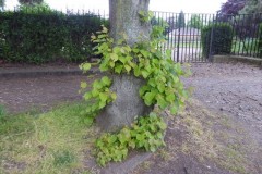 Tree location