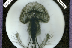 Lantern-Slides-1
