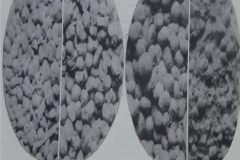 Oolitic-Limestone